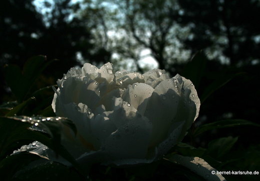 09-05-02-zoo-117
