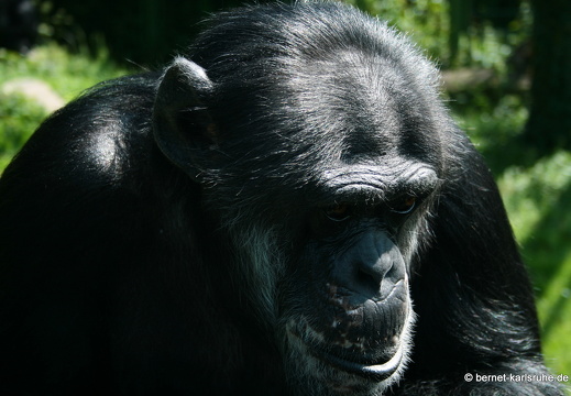09-06-12-zoo-benny-180