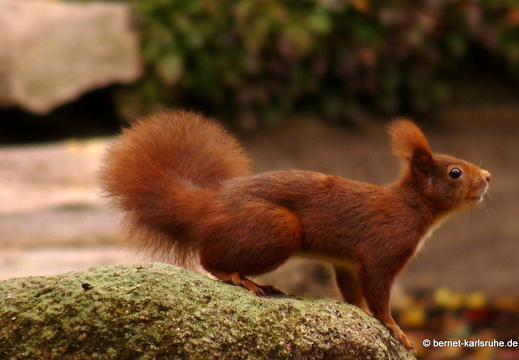 09-11-18-zoo-eichhoernchen-158