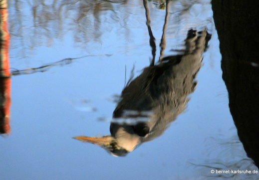 09-12-09-zoo-spiegelung 036-14