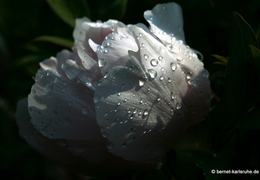 Kopie von 09-05-02-zoo-102