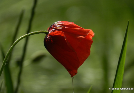 12-05-30-bergwald-mohn-004