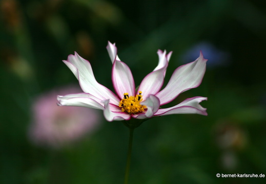 12-06-07-rittnerthof-043