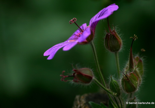 12-06-07-rittnerthof-053