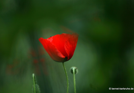 12-06-07-rittnerthof-mohn-148