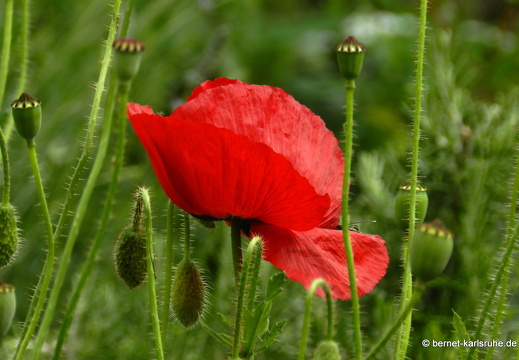 12-06-07-rittnerthof-mohn-150