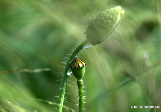 12-06-14-gruenberg-mohn-037