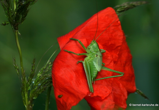 12-06-14-gruenberg-mohn-grosses-heupferd-024