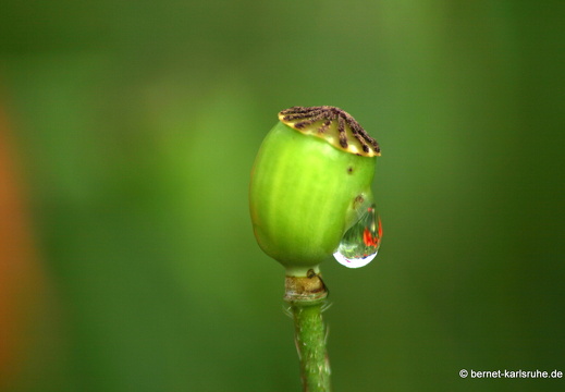 12-06-14-gruenberg-mohn-tropfen-008