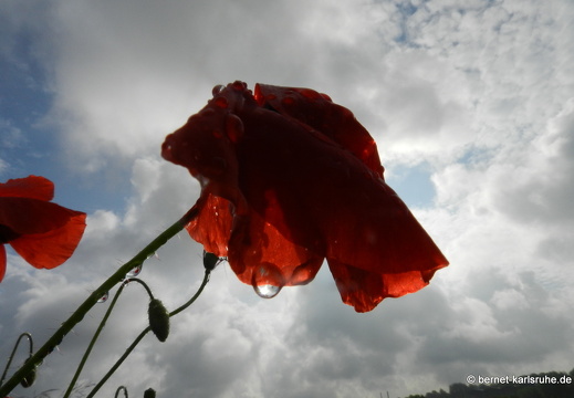 12-06-14-gruenberg-mohn-tropfen-032