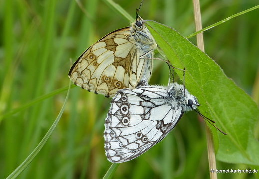 12-06-25-gruenberg-schachbrettfalter-paarung-022
