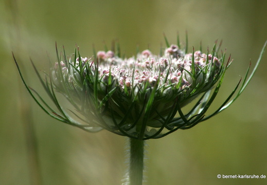 12-06-28-gruenwettersbach-wilde-moehre-002