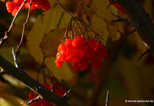 12-10-22-hohenwettersbach-093