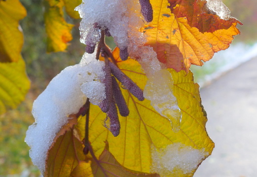 12-10-28-bergwald-herbst-schnee-morgens-sonne-041