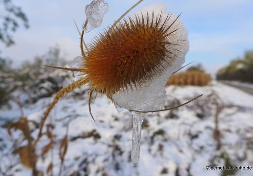 12-10-28-bergwald-herbst-schnee-morgens-sonne-051