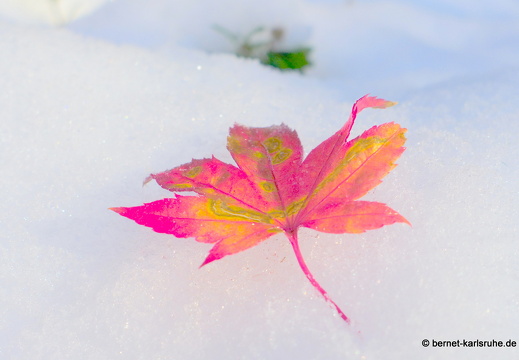 12-10-28-bergwald-herbst-schnee-morgens-sonne-225