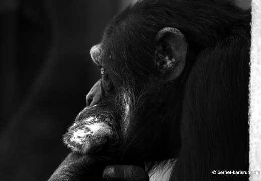 12-05-29-zoo-benny-131