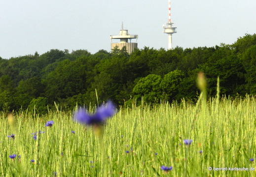 12-05-31-ochsenweg-kornfeld-041