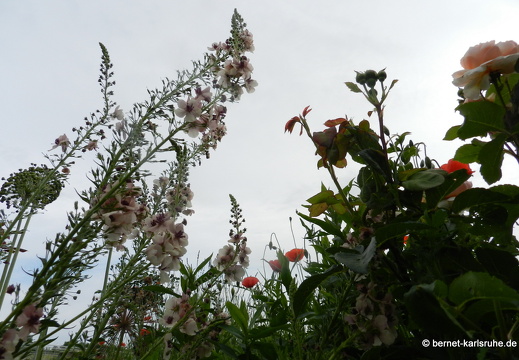 12-06-07-rittnerthof-096