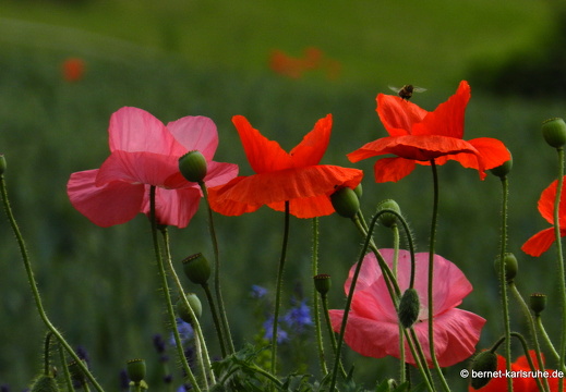 12-06-07-rittnerthof-mohn-083