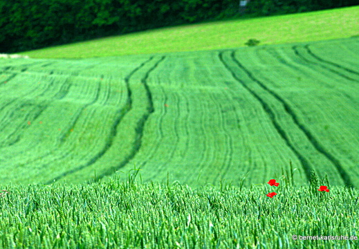 12-06-07-rittnerthof-wiese-151