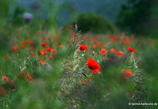 12-06-14-gruenberg-mohn-wiese-019