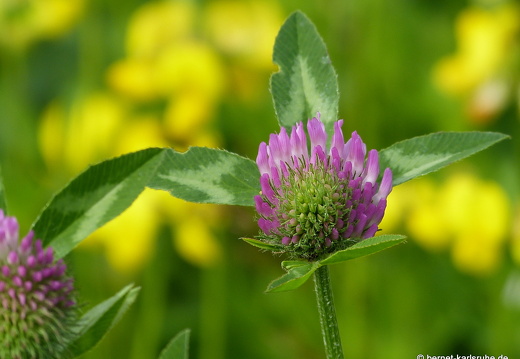 12-06-24-brutgebiet-kleeblume-077