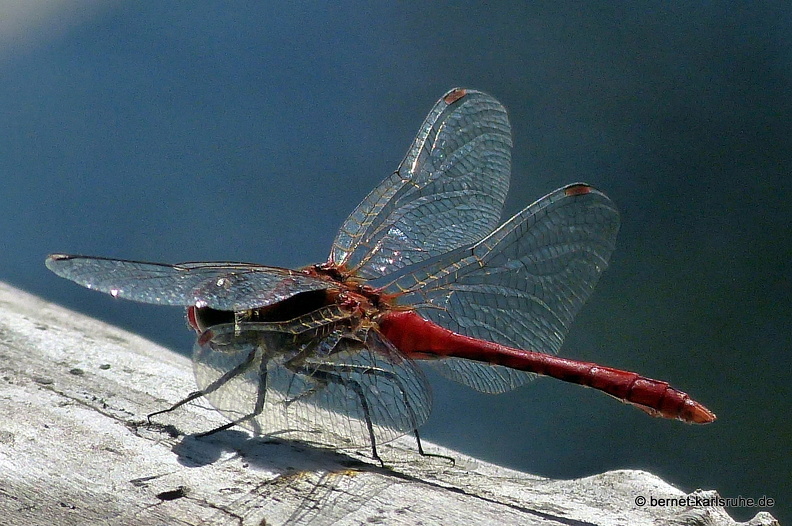 12-09-18-oberwald-heidelibelle-007.JPG