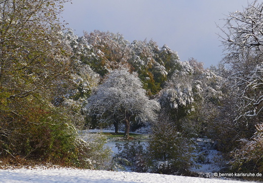 12-10-28-bergwald-herbst-schnee-morgens-sonne-129