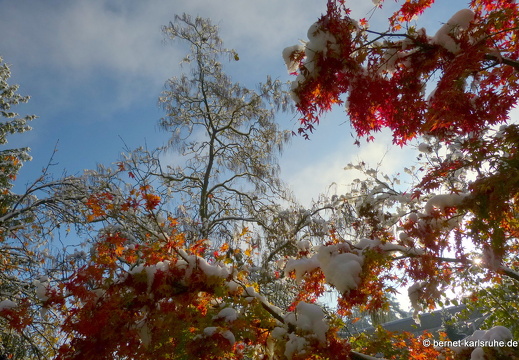 12-10-28-bergwald-herbst-schnee-morgens-sonne-175