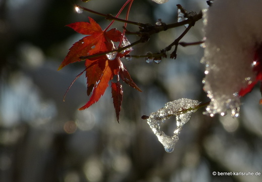 12-10-28-bergwald-herbst-schnee-morgens-sonne-215