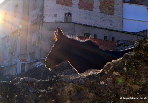 14-11-06-bocairent-esel-031