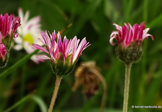 14-11-07-bocairent-039