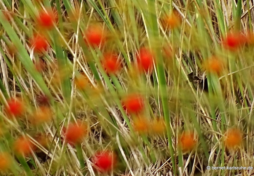14-11-07-bocairent-065