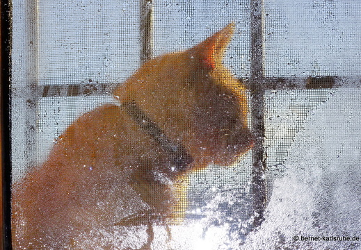 14-11-15-bocairent-hoehlenkatze-002