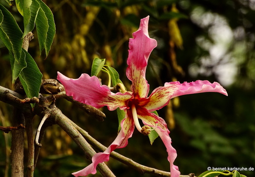 14-11-14-ontinyent-kapok-bluete-007