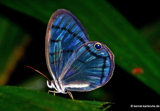 Karibik und Mittelamerika