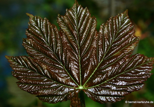 09-04-10-duesseldorf-flora-blatt-31