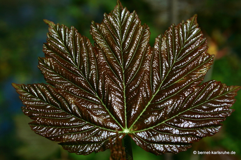 09-04-10-duesseldorf-flora-blatt-31.jpg
