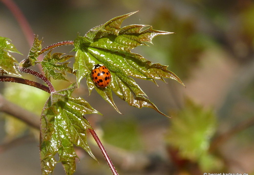 09-04-11-duesseldorf-flora-45