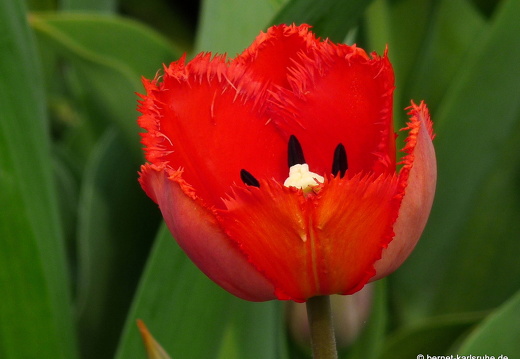 09-04-11-duesseldorf-flora-71