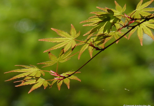 09-04-11-duesseldorf-flora-82