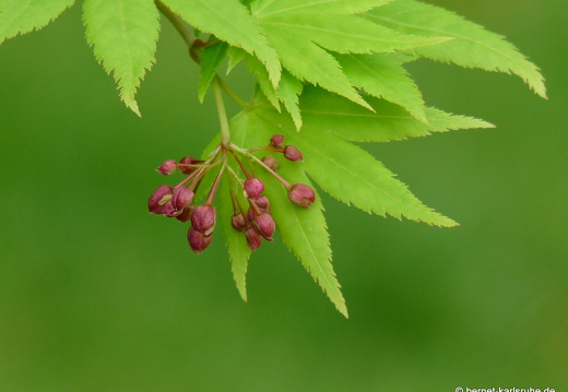 09-04-11-duesseldorf-flora-92