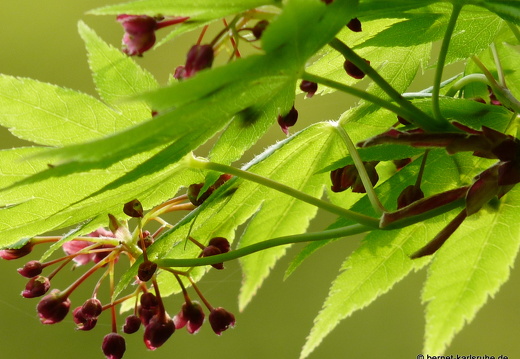 09-04-11-duesseldorf-flora-93