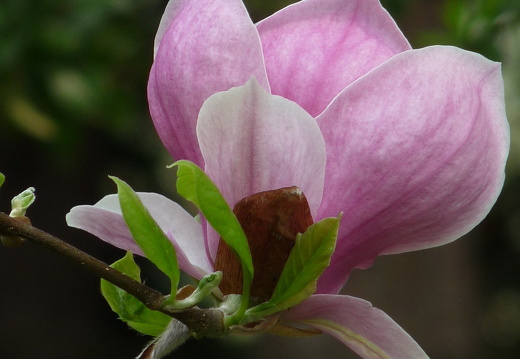 09-04-11-duesseldorf-flora-94