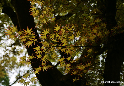 09-04-11-duesseldorf-flora-106