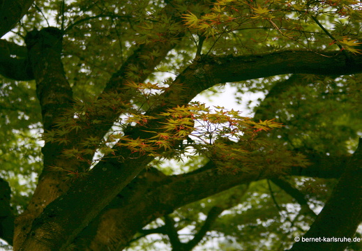 09-04-11-duesseldorf-flora-108