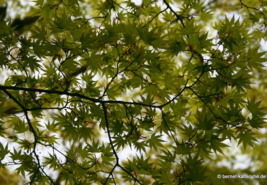 09-04-11-duesseldorf-flora-110
