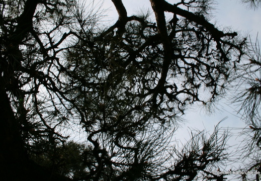 09-04-11-duesseldorf-flora-112