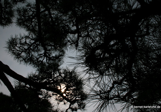 09-04-11-duesseldorf-flora-113